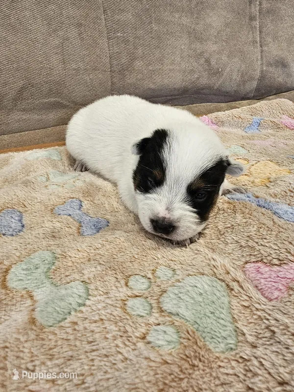 CARRIE LITTER - AKC CHAMPION BLOODLINE AUSTRALIAN CATTLE DOG -  BOY 1 – Australian Cattle Dog puppy for sale in Cassatt, SC