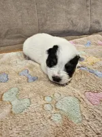 CARRIE LITTER - AKC CHAMPION BLOODLINE AUSTRALIAN CATTLE DOG -  BOY 1, a male Australian Cattle Dog for sale in Cassatt, SC – Photo 1 of 3