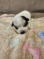 AKC CHAMPION BLOODLINE AUSTRALIAN CATTLE DOG PUPPY - GIRL 5, a female Australian Cattle Dog for sale in Cassatt, SC – Photo 1 of 3