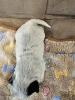 AKC CHAMPION BLOODLINE AUSTRALIAN CATTLE DOG PUPPY - GIRL 5, a female Australian Cattle Dog for sale in Cassatt, SC – Photo 2 of 3