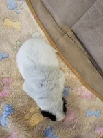 AKC CHAMPION BLOODLINE AUSTRALIAN CATTLE DOG PUPPY - GIRL 6, a female Australian Cattle Dog for sale in Cassatt, SC – Photo 2 of 3