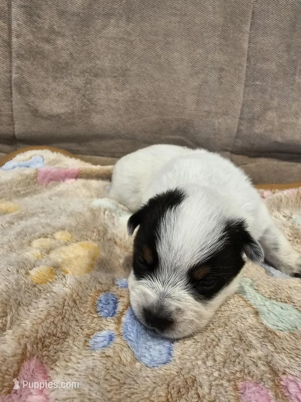AKC CHAMPION BLOODLINE AUSTRALIAN CATTLE DOG PUPPY - GIRL 6 – Australian Cattle Dog puppy for sale in Cassatt, SC