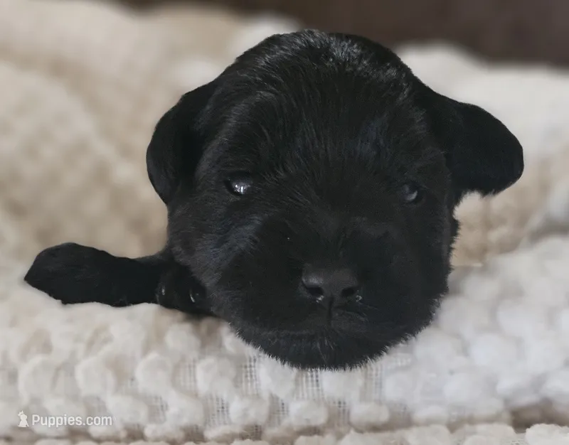AKC SOLID BLACK MINIATURE SCHNAUZER GIRL – Miniature Schnauzer puppy for sale in Cassatt, SC