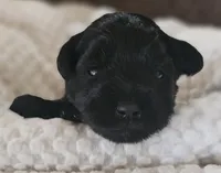 AKC SOLID BLACK MINIATURE SCHNAUZER GIRL, a female Miniature Schnauzer for sale in Cassatt, SC – 1 of 3