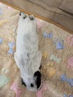 CARRIE LITTER - AKC CHAMPION BLOODLINE AUSTRALIAN CATTLE DOG -  BOY 2, a male Australian Cattle Dog for sale in Cassatt, SC – Photo 2 of 3