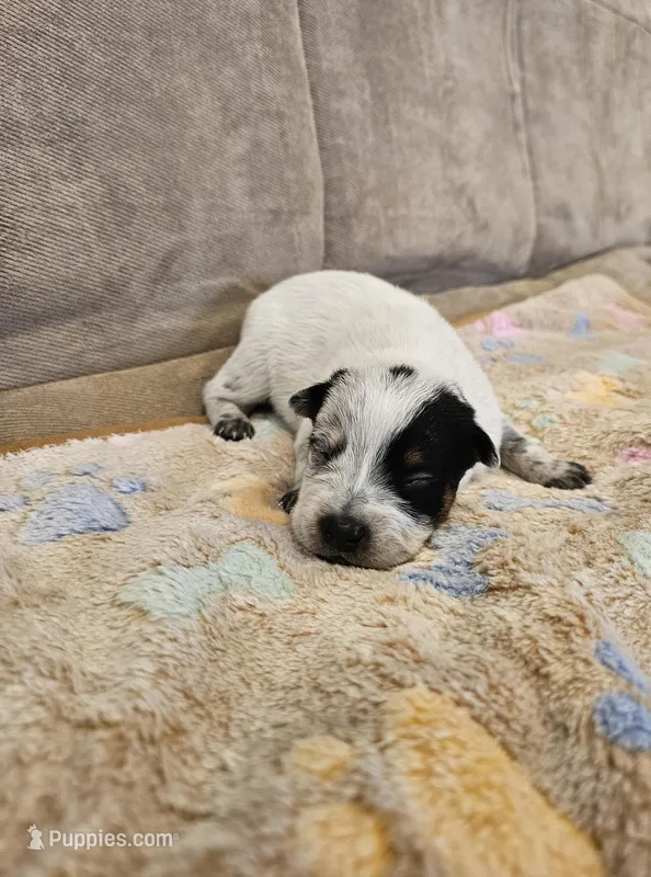 CARRIE LITTER - AKC CHAMPION BLOODLINE AUSTRALIAN CATTLE DOG -  BOY 2 – Australian Cattle Dog puppy for sale in Cassatt, SC