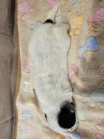 AKC CHAMPION BLOODLINE AUSTRALIAN CATTLE DOG PUPPY - GIRL 1, a female Australian Cattle Dog for sale in Cassatt, SC – Photo 2 of 3