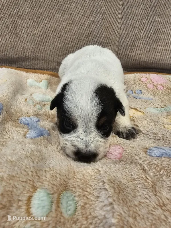 AKC CHAMPION BLOODLINE AUSTRALIAN CATTLE DOG PUPPY - GIRL 1 – Australian Cattle Dog puppy for sale in Cassatt, SC