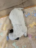 CARRIE LITTER - AKC CHAMPION BLOODLINE AUSTRALIAN CATTLE DOG -  GIRL 1, a female Australian Cattle Dog for sale in Cassatt, SC – Photo 2 of 3