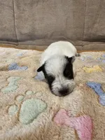 CARRIE LITTER - AKC CHAMPION BLOODLINE AUSTRALIAN CATTLE DOG -  GIRL 1, a female Australian Cattle Dog for sale in Cassatt, SC – Photo 1 of 3