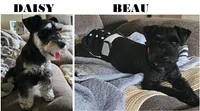 AKC SOLID BLACK MINIATURE SCHNAUZER GIRL, a female Miniature Schnauzer for sale in Cassatt, SC – 3 of 3