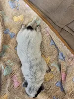 AKC CHAMPION BLOODLINE AUSTRALIAN CATTLE DOG PUPPY - BOY 2, a male Australian Cattle Dog for sale in Cassatt, SC – Photo 2 of 3