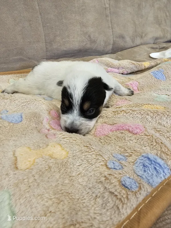 AKC CHAMPION BLOODLINE AUSTRALIAN CATTLE DOG PUPPY - BOY 2 – Australian Cattle Dog puppy for sale in Cassatt, SC