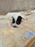 AKC CHAMPION BLOODLINE AUSTRALIAN CATTLE DOG PUPPY - BOY 2, a male Australian Cattle Dog for sale in Cassatt, SC – Photo 1 of 3