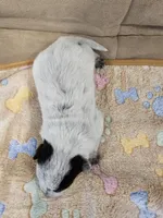 CARRIE LITTER - AKC CHAMPION BLOODLINE AUSTRALIAN CATTLE DOG -  GIRL 3, a female Australian Cattle Dog for sale in Cassatt, SC – Photo 2 of 3