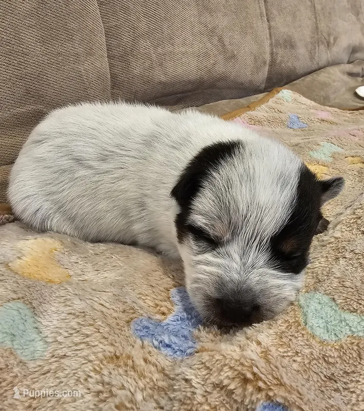 CARRIE LITTER - AKC CHAMPION BLOODLINE AUSTRALIAN CATTLE DOG -  GIRL 3 – Australian Cattle Dog puppy for sale in Cassatt, SC