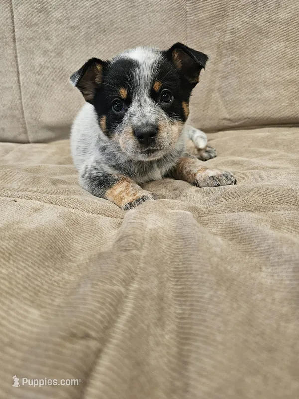 AKC CHAMPION BLOODLINE AUSTRALIAN CATTLE DOG PUPPY - GIRL 2 – Australian Cattle Dog puppy for sale in Cassatt, SC