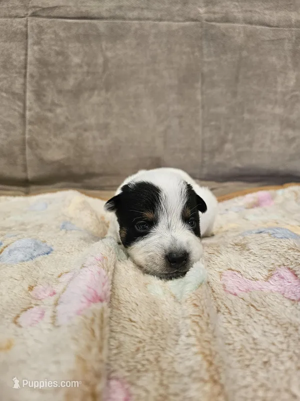 AKC CHAMPION BLOODLINE AUSTRALIAN CATTLE DOG PUPPY - GIRL 2 – Australian Cattle Dog puppy for sale in Cassatt, SC