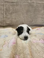 AKC CHAMPION BLOODLINE AUSTRALIAN CATTLE DOG PUPPY - GIRL 2, a female Australian Cattle Dog for sale in Cassatt, SC – Photo 1 of 3