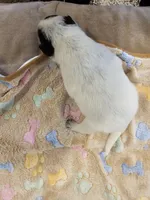 AKC CHAMPION BLOODLINE AUSTRALIAN CATTLE DOG PUPPY - GIRL 2, a female Australian Cattle Dog for sale in Cassatt, SC – Photo 2 of 3