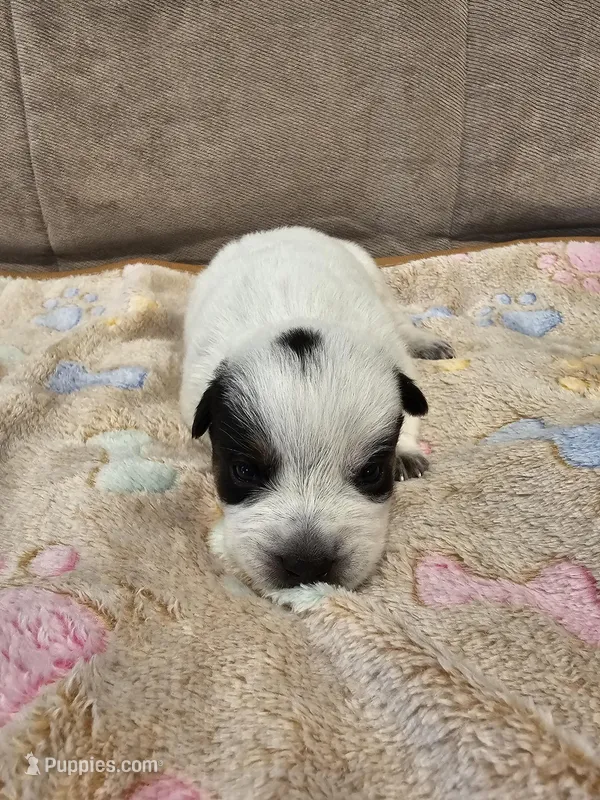 AKC CHAMPION BLOODLINE AUSTRALIAN CATTLE DOG PUPPY -  BOY 1 – Australian Cattle Dog puppy for sale in Cassatt, SC