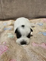 AKC CHAMPION BLOODLINE AUSTRALIAN CATTLE DOG PUPPY -  BOY 1, a male Australian Cattle Dog for sale in Cassatt, SC – Photo 1 of 3