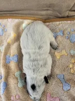 AKC CHAMPION BLOODLINE AUSTRALIAN CATTLE DOG PUPPY -  BOY 1, a male Australian Cattle Dog for sale in Cassatt, SC – Photo 2 of 3