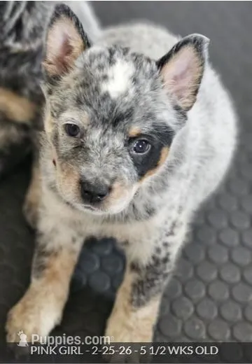 AKC Champion Bloodline Australian Cattle Dog - Pink Collar Girl
