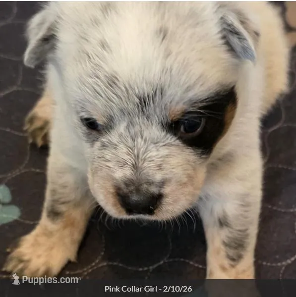 AKC Champion Bloodline Australian Cattle Dog - Pink Collar Girl