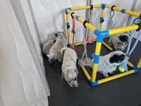 AKC Champion Bloodline Australian Cattle Dog - Pink Collar Girl, a female Australian Cattle Dog for sale in Cassatt, SC – Photo 2 of 5