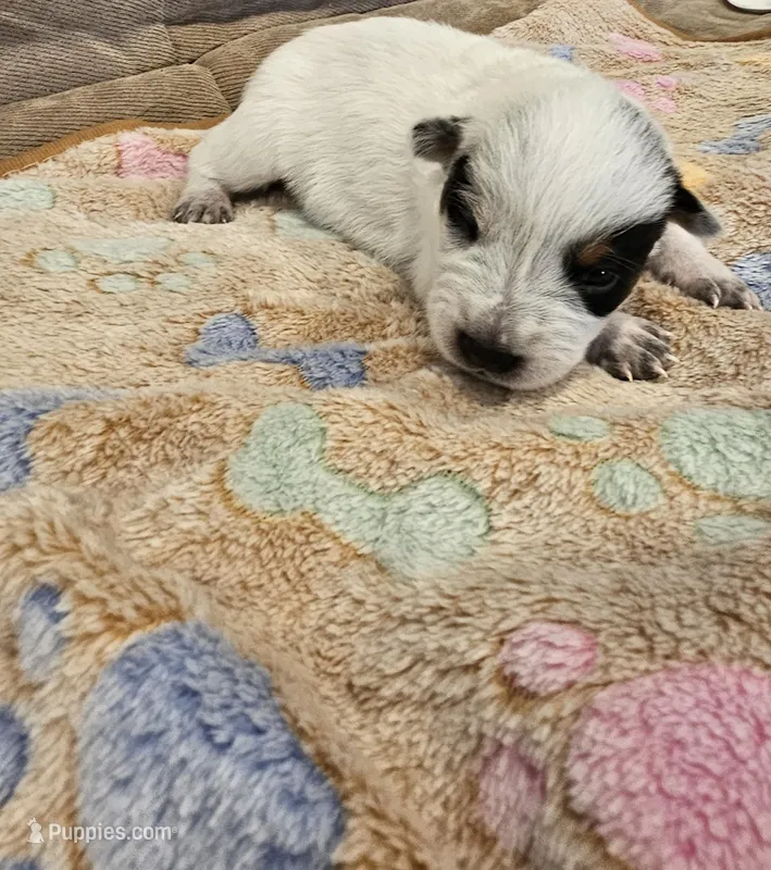 CARRIE LITTER - AKC CHAMPION BLOODLINE AUSTRALIAN CATTLE DOG -  BOY 3 – Australian Cattle Dog puppy for sale in Cassatt, SC