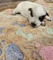 CARRIE LITTER - AKC CHAMPION BLOODLINE AUSTRALIAN CATTLE DOG -  BOY 3, a male Australian Cattle Dog for sale in Cassatt, SC – Photo 1 of 3