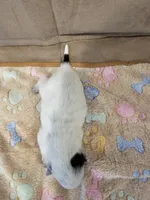 CARRIE LITTER - AKC CHAMPION BLOODLINE AUSTRALIAN CATTLE DOG -  BOY 3, a male Australian Cattle Dog for sale in Cassatt, SC – Photo 2 of 3