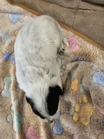 AKC CHAMPION BLOODLINE AUSTRALIAN CATTLE DOG PUPPY - GIRL 4, a female Australian Cattle Dog for sale in Cassatt, SC – Photo 2 of 3