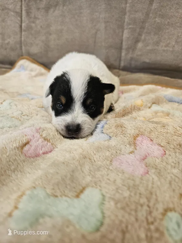 AKC CHAMPION BLOODLINE AUSTRALIAN CATTLE DOG PUPPY - GIRL 4 – Australian Cattle Dog puppy for sale in Cassatt, SC