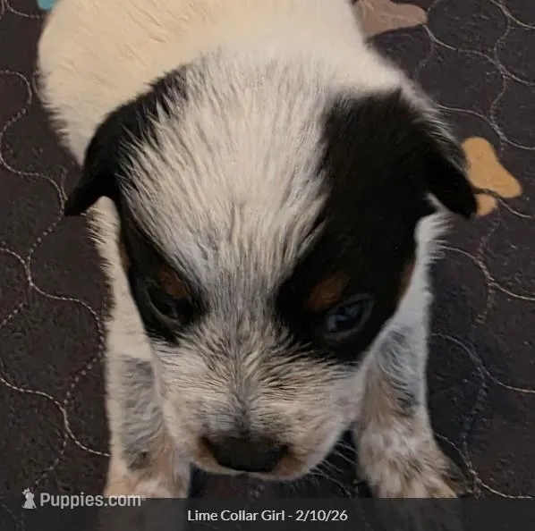 AKC Champion Bloodline Australian Cattle Dog - Lime Collar Girl