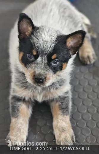 AKC Champion Bloodline Australian Cattle Dog - Lime Collar Girl