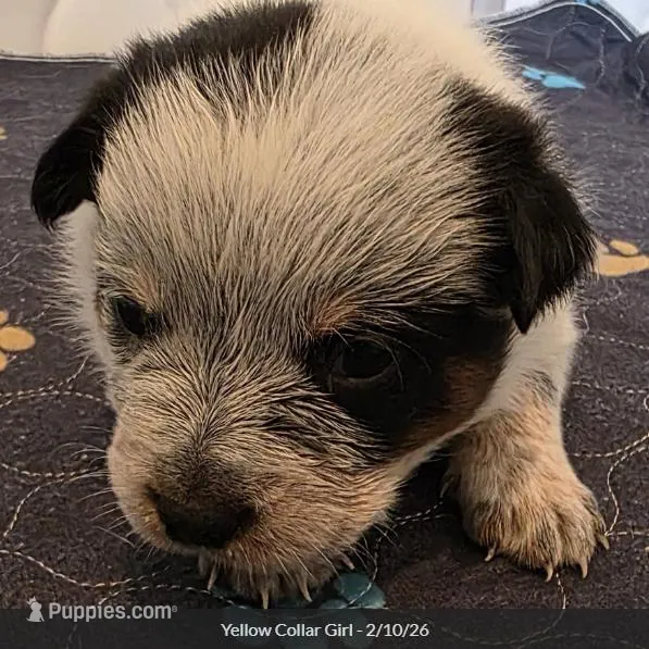 AKC Champion Bloodline Australian Cattle Dog - Yellow Collar Girl