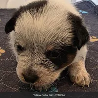 AKC Champion Bloodline Australian Cattle Dog - Yellow Collar Girl, a female Australian Cattle Dog for sale in Cassatt, SC – Photo 1 of 5