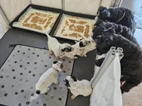 AKC Champion Bloodline Australian Cattle Dog - Yellow Collar Girl, a female Australian Cattle Dog for sale in Cassatt, SC – Photo 4 of 5