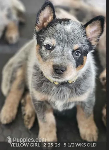 AKC Champion Bloodline Australian Cattle Dog - Yellow Collar Girl
