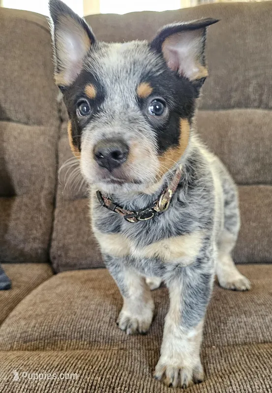AKC Champion Bloodline Australian Cattle Dog - Brown Collar Boy