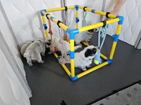 AKC Champion Bloodline Australian Cattle Dog - Brown Collar Boy, a male Australian Cattle Dog for sale in Cassatt, SC – Photo 2 of 5