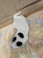 CARRIE LITTER - AKC CHAMPION BLOODLINE AUSTRALIAN CATTLE DOG -  GIRL 4, a female Australian Cattle Dog for sale in Cassatt, SC – Photo 2 of 3