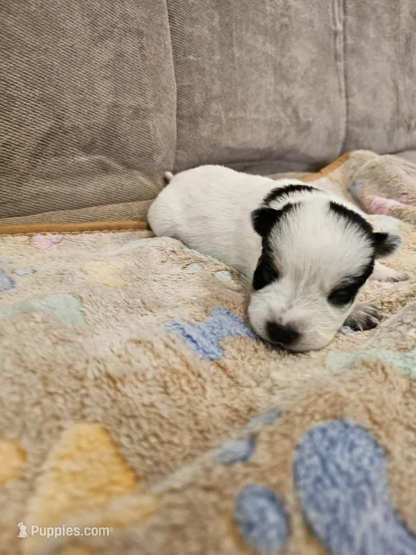 CARRIE LITTER - AKC CHAMPION BLOODLINE AUSTRALIAN CATTLE DOG -  GIRL 4 – Australian Cattle Dog puppy for sale in Cassatt, SC