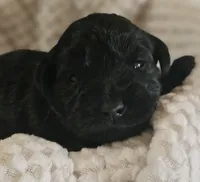 AKC SOLID BLACK MINIATURE SCHNAUZER GIRL, a female Miniature Schnauzer for sale in Cassatt, SC – 2 of 3