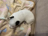 AKC CHAMPION BLOODLINE AUSTRALIAN CATTLE DOG PUPPY - GIRL 3, a female Australian Cattle Dog for sale in Cassatt, SC – Photo 2 of 3