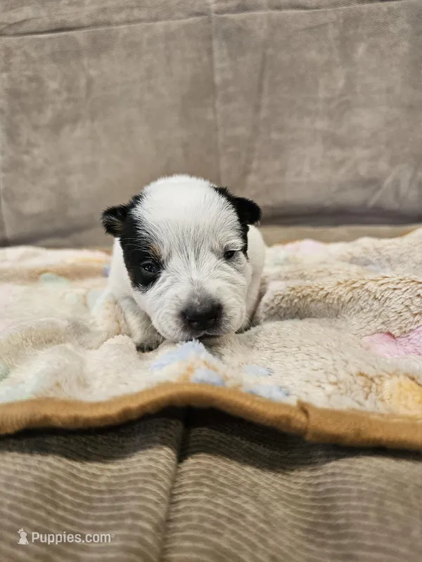 AKC CHAMPION BLOODLINE AUSTRALIAN CATTLE DOG PUPPY - GIRL 3 – Australian Cattle Dog puppy for sale in Cassatt, SC