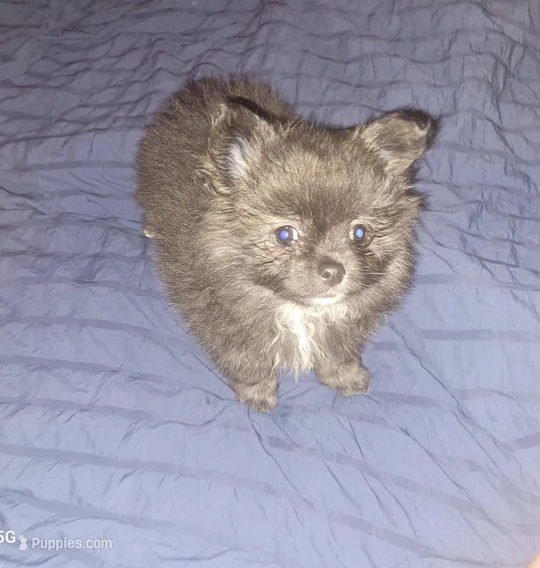 Pom – Pomchi puppy for sale in Cedar, MI