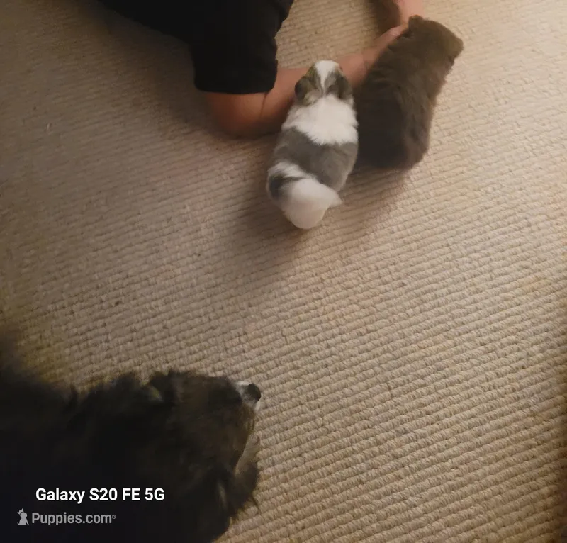 Brown male – Pomchi puppy for sale in Cedar, MI